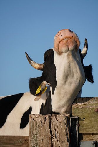 Cow