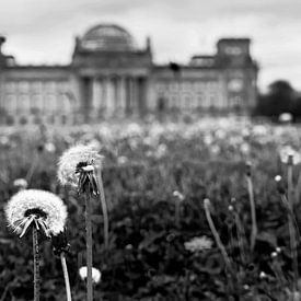 Pissenlits devant le bâtiment du Reichstag sur Frank Herrmann
