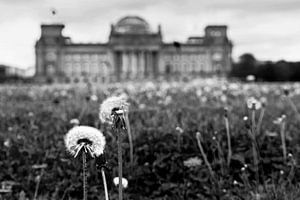 Pusteblumen vor dem Reichstagsgebäude