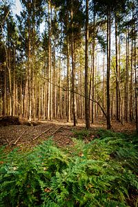 Farne im Wald von Mark Bolijn