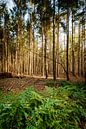 Varens in het bos van Mark Bolijn thumbnail