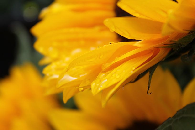 Sunflower by Tessa Van den Hoek