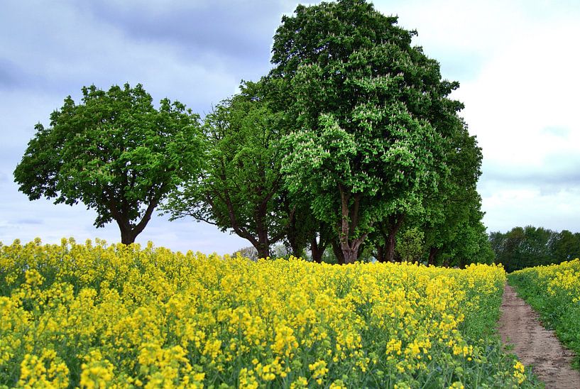 Koolzaadbloesemveld van Edgar Schermaul