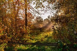 Lever de soleil atmosphérique avec des rayons de soleil à travers l'arbre.