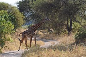 Op safari in Afrika: Giraffe van Rini Kools