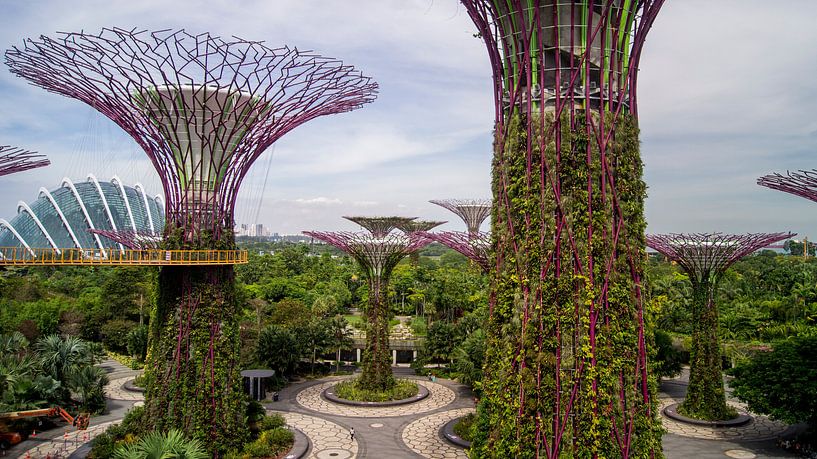 Supertree Grove - Singapore von Raymond Gerritsen