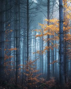 Romantischer Herbstwald