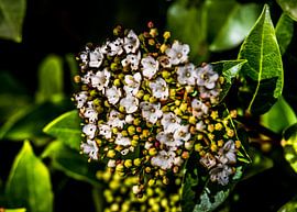Fleurs de montagne