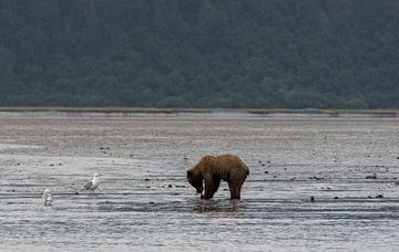 Grizzlybär in Alaska von Dirk Fransen