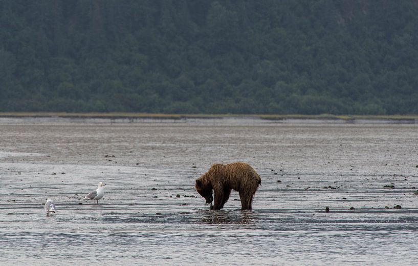 Grizzly bear in Alaska by Dirk Fransen