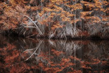 Herbstlicher Baum am Wasser von Marc Hollenberg