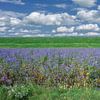 Phacelia tanacetifolia or tufted beauty, Lower Rhine by Peter Eckert