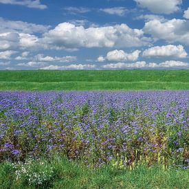 Phacelia tanacetifolia or tufted beauty, Lower Rhine by Peter Eckert