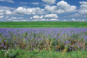 Phacelia tanacetifolia ou belle à touffes,Bas-Rhin