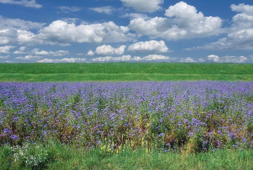 Phacelia tanacetifolia oder auch Büschelschön,Niederrhein von Peter Eckert