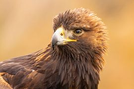 Steinadler, Aquila chrysaetos.