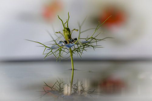 juffertje in het groen lichte achtergrond