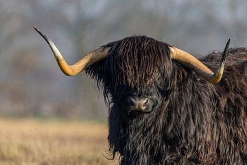 Schotse Hooglander van Marieke Deinum