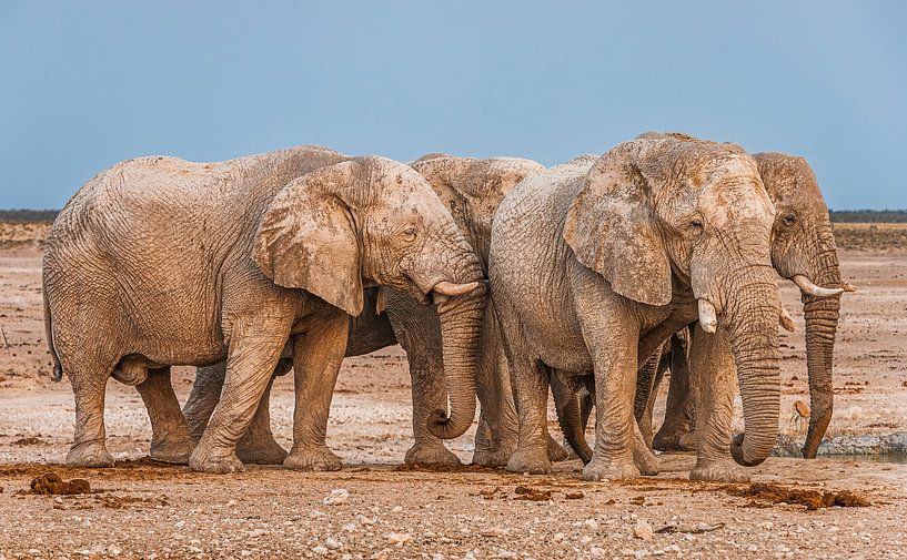 Group of African elephant bulls in the desert by Chris Stenger