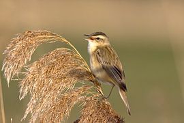 Gesang des Rohrsängers über dem Schilf von Robert Jan Smit
