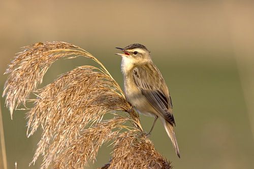 Gesang des Rohrsängers über dem Schilf