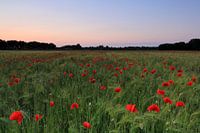 Klaprozenveld.