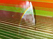 Tulpen in een veld besproeid door een landbouwsproeier van Sjoerd van der Wal Fotografie thumbnail