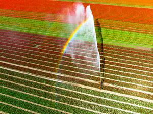Tulpen auf einem mit einem landwirtschaftlichen Sprinkler besprühten F