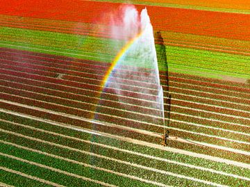 Tulpen auf einem mit einem landwirtschaftlichen Sprinkler besprühten F von Sjoerd van der Wal Fotografie