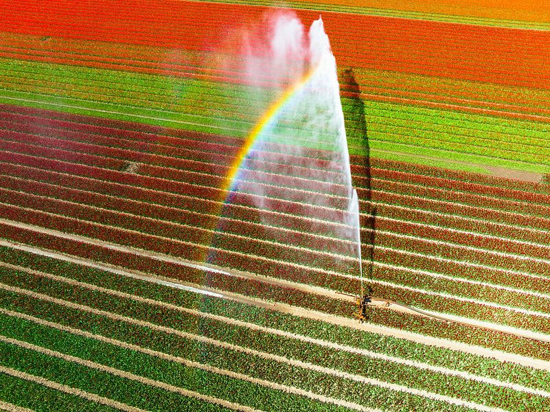 Tulpen in een veld besproeid door een landbouwsproeier van Sjoerd van der Wal Fotografie