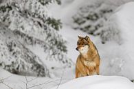 Wolf (Canis lupus) by Dirk Rüter thumbnail