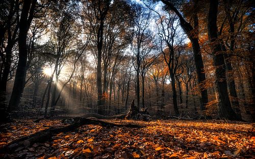 Autumn Fire