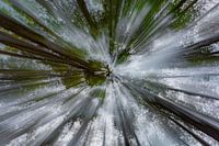 Movement in the forest