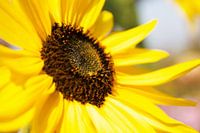 Zonnebloem