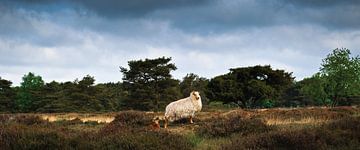 Het schaap en zijn lam | Groote Zand van Ricardo Bouman