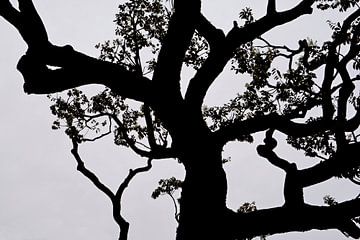 LENTE IN JAPAN 3 van Miroslav Ptacek