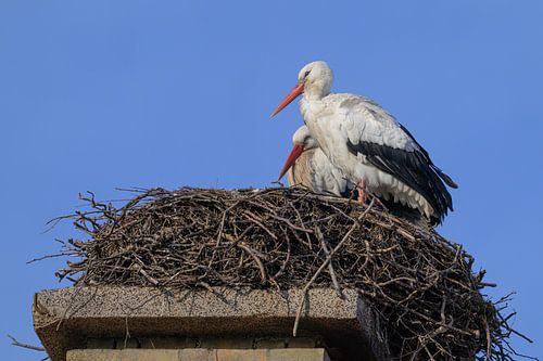 Ooievaren op het nest