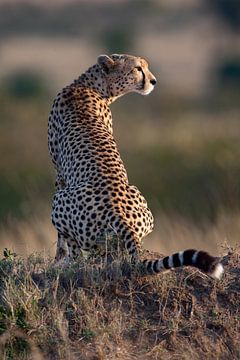 Cheetah in de ochtendzon van Peter Michel