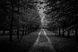 A dark road in the Veluwe lined with trees by Koen Lipman