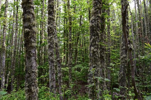 Dichter Wald mit grünem Moos an den Baumstämmen