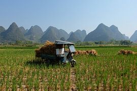 Rice works in Guilin (China) by Steve Puype