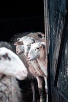 Lambs