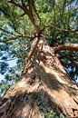 Close up van een oude boom van Michel Knikker thumbnail