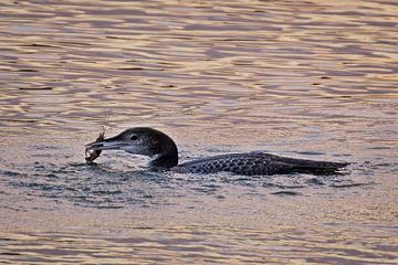 Evening hunt – Loons with prey by Ward Denckens