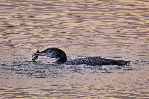 Evening hunt – Loons with prey