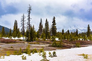 Kiefern im Schnee entlang der Icefields Parkway, Kanada von Rietje Bulthuis