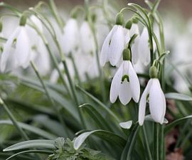 Sneeuwklokjes luiden voorjaar in by Klaas Hollebeek