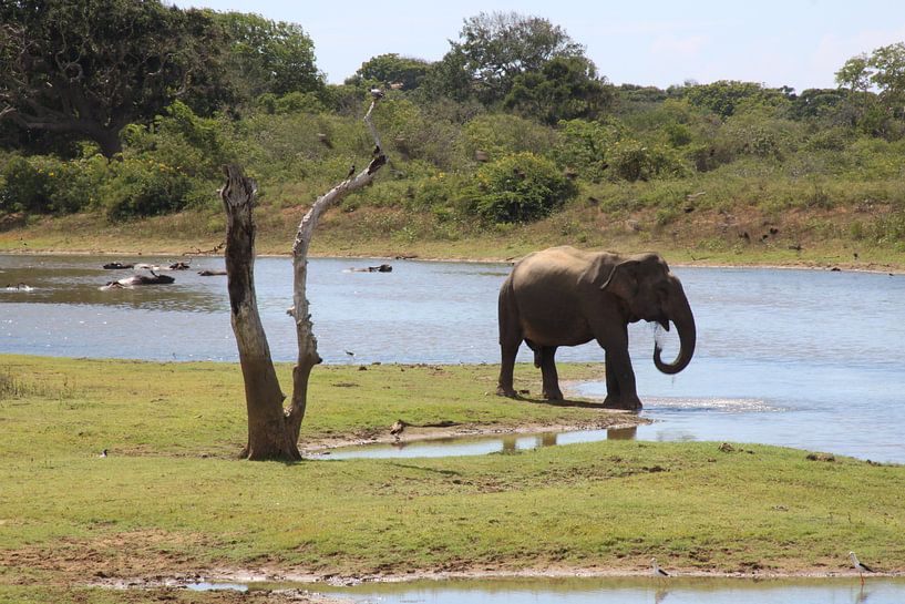 Asian Elephant drinking in nature in Sri Lanka by Ruud Wijnands