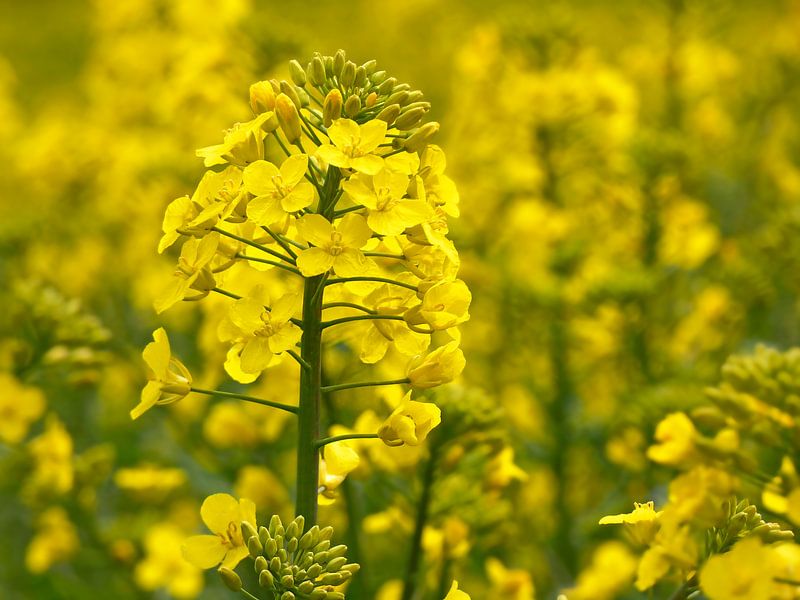 Koolzaad (Bloemen van Koolzaad) van Caroline Lichthart