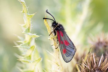 Der Schmetterling des Johanniterordens in den Schweizer Alpen von Luc Hoogenstein